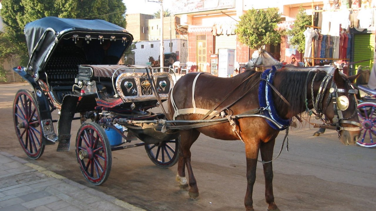 Luxor City tour by horse carriage